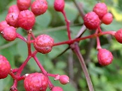 Prickly ash