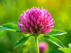 Red clover
